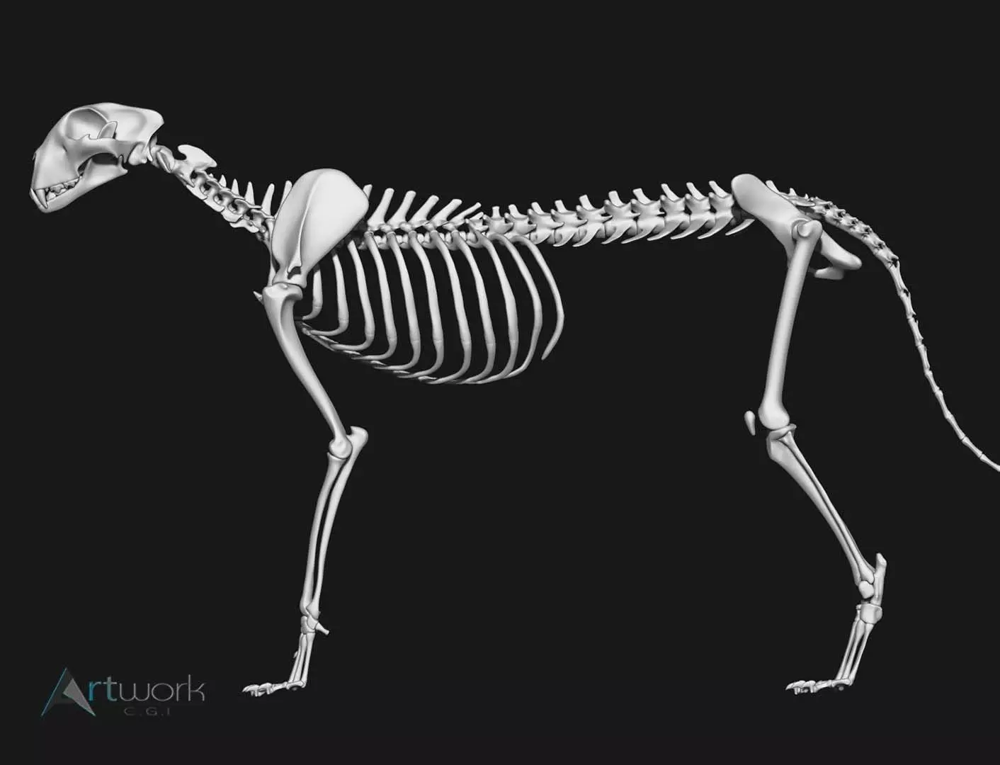 Cheetah Skeleton 3D model_0