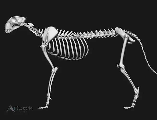 Cheetah Skeleton 3D model