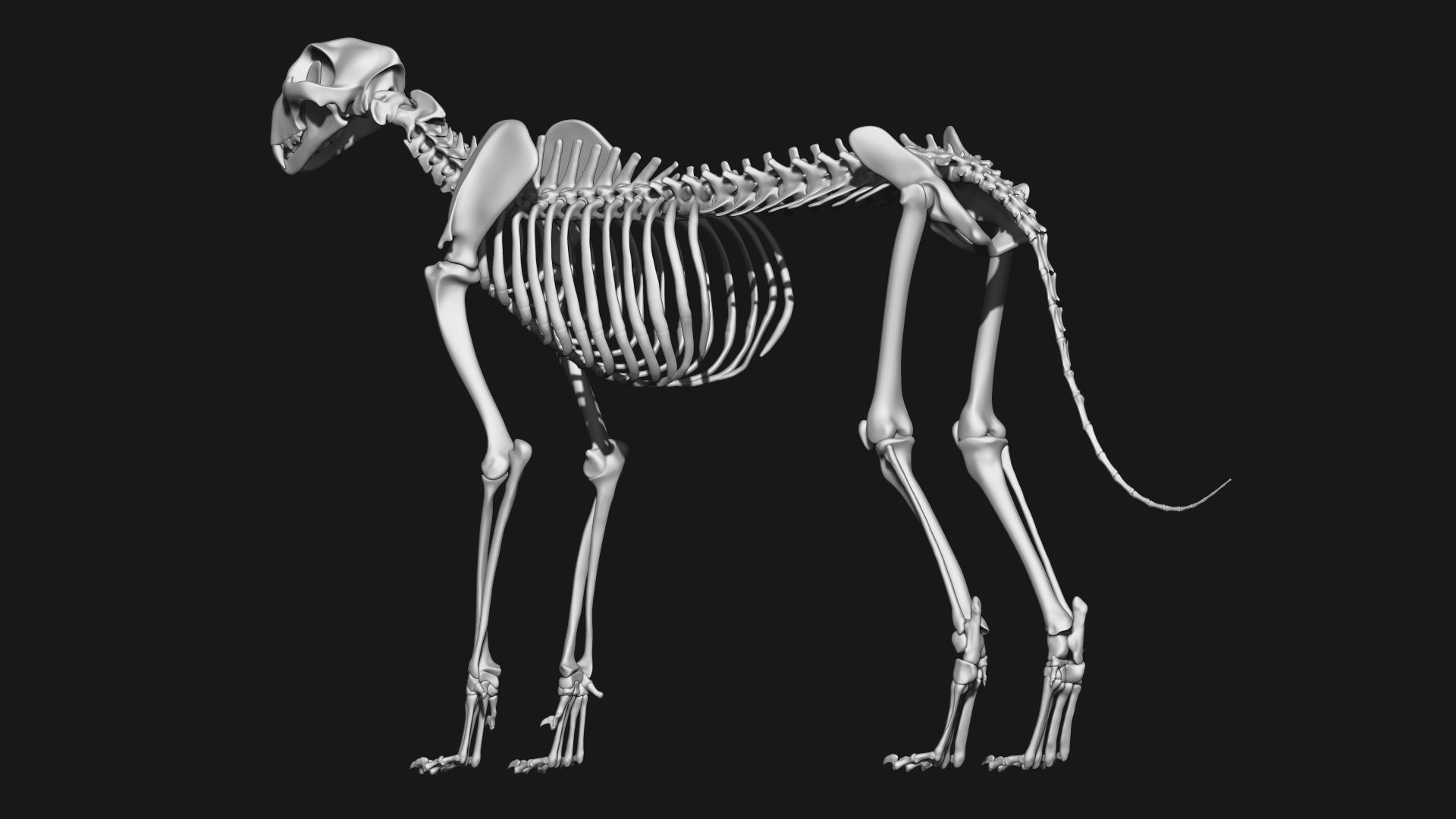 Cheetah Skeleton 3D model_10