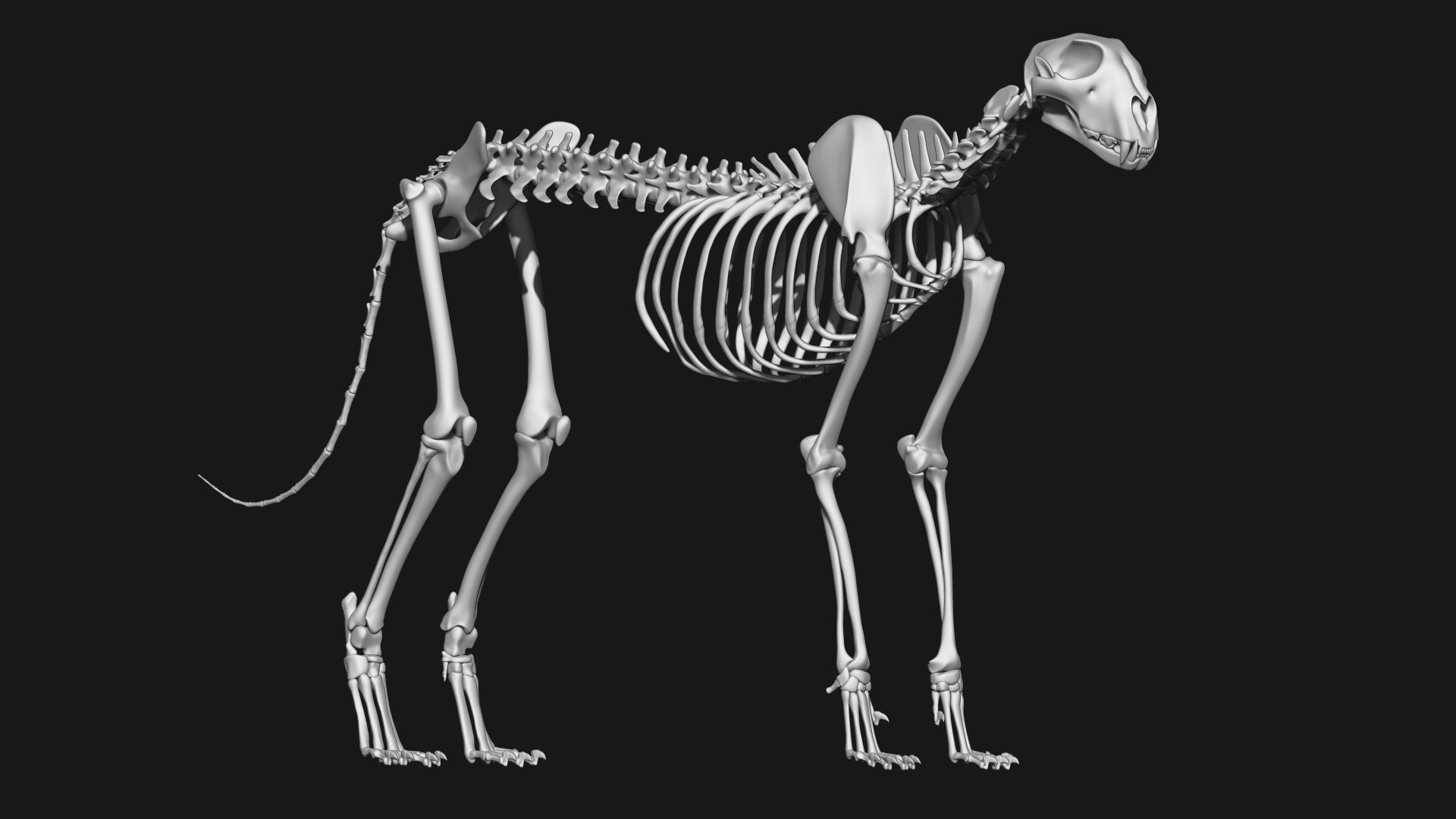 Cheetah Skeleton 3D model_8