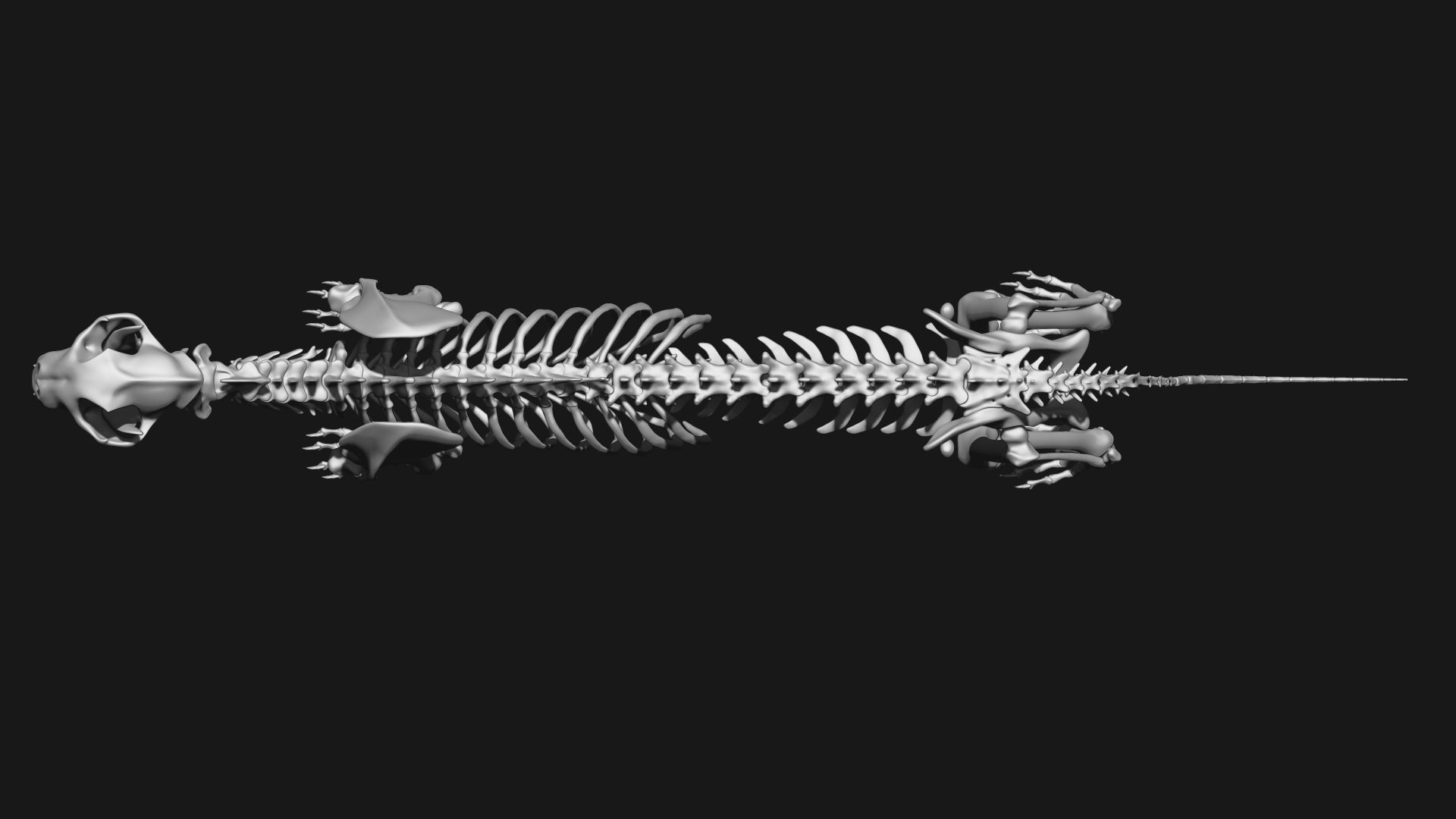 Cheetah Skeleton 3D model_3