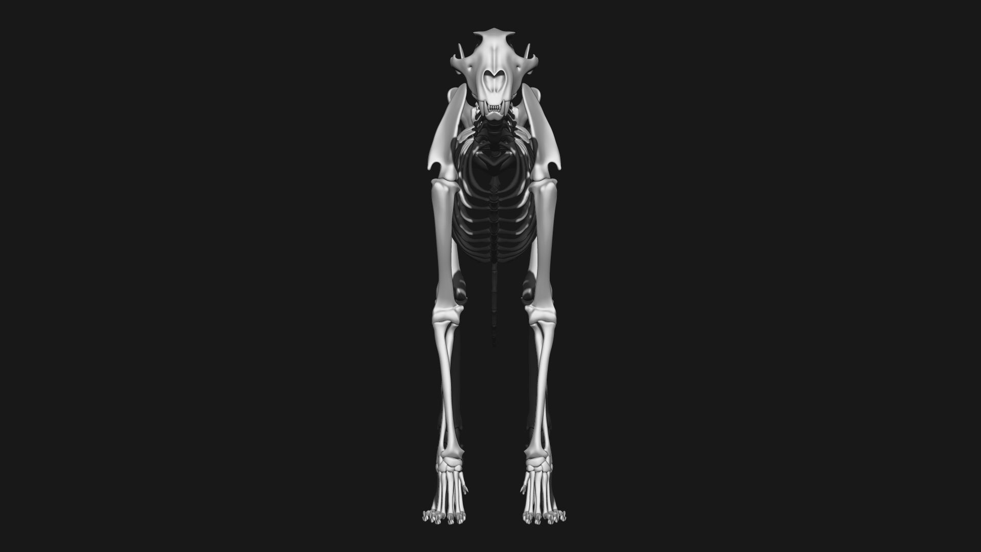 Cheetah Skeleton 3D model_6