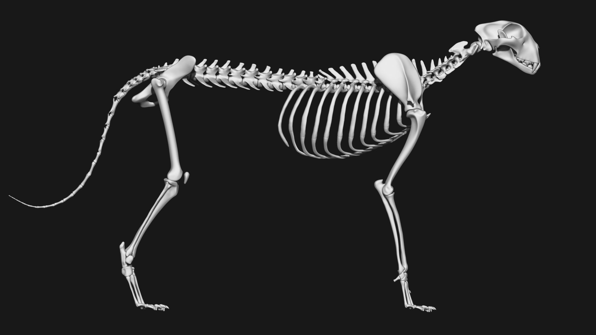 Cheetah Skeleton 3D model_4