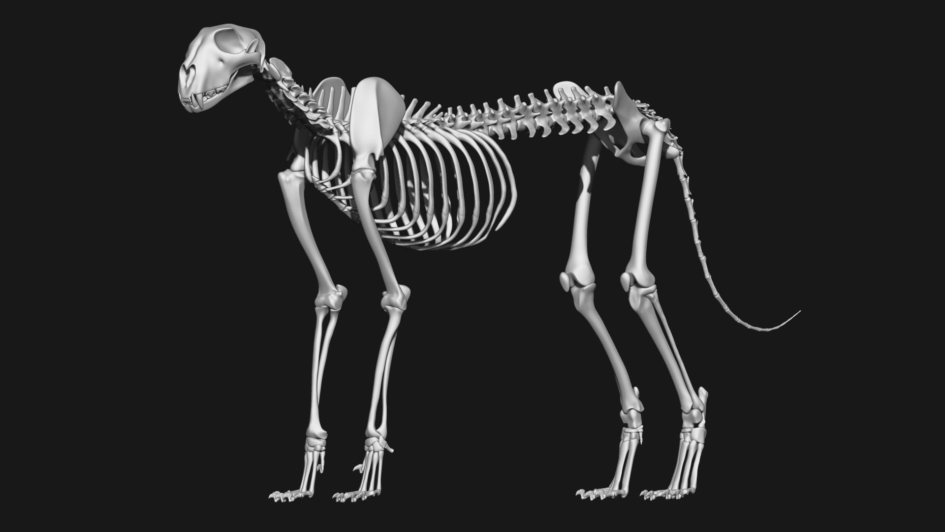 Cheetah Skeleton 3D model_7