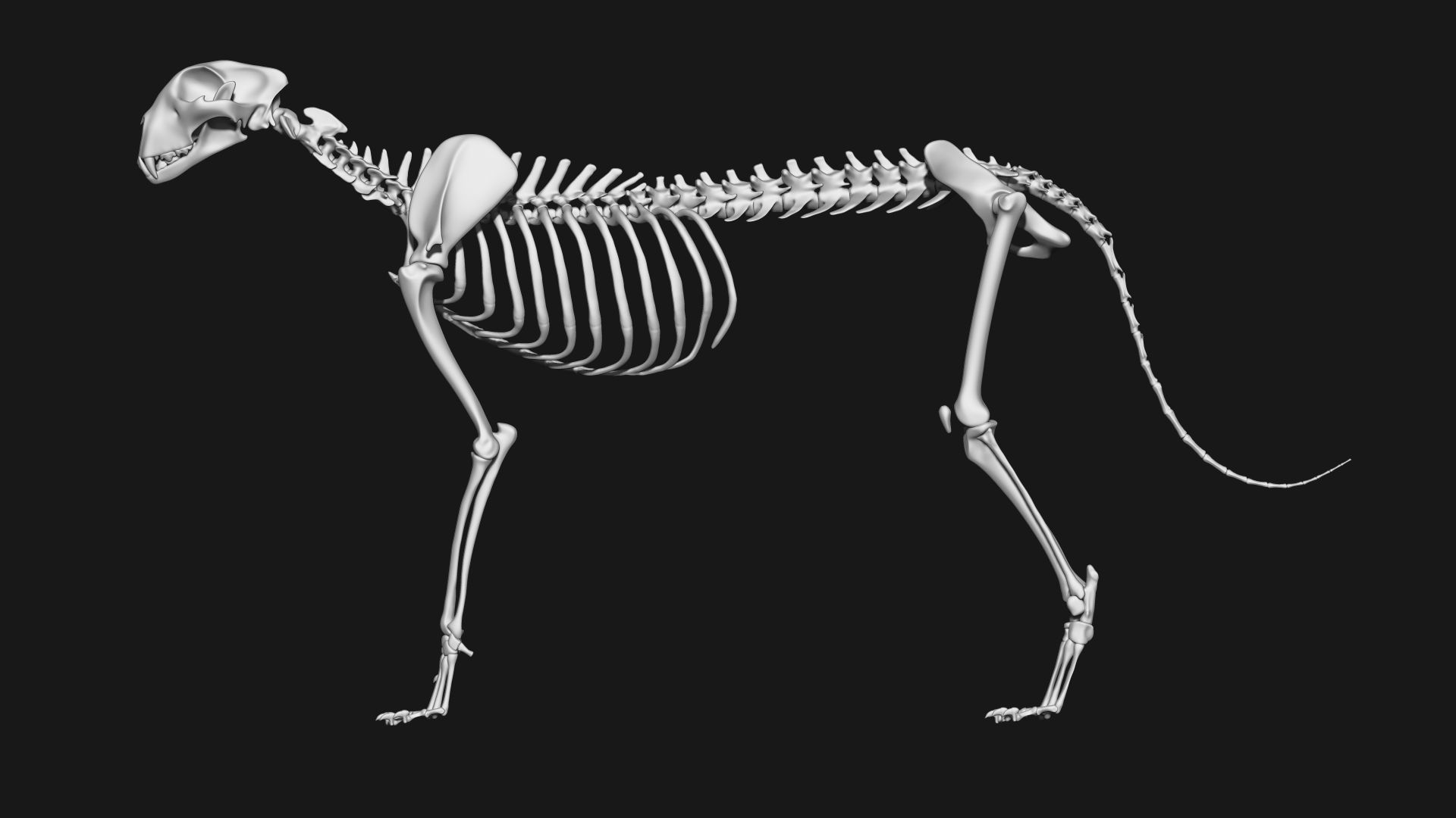 Cheetah Skeleton 3D model_1