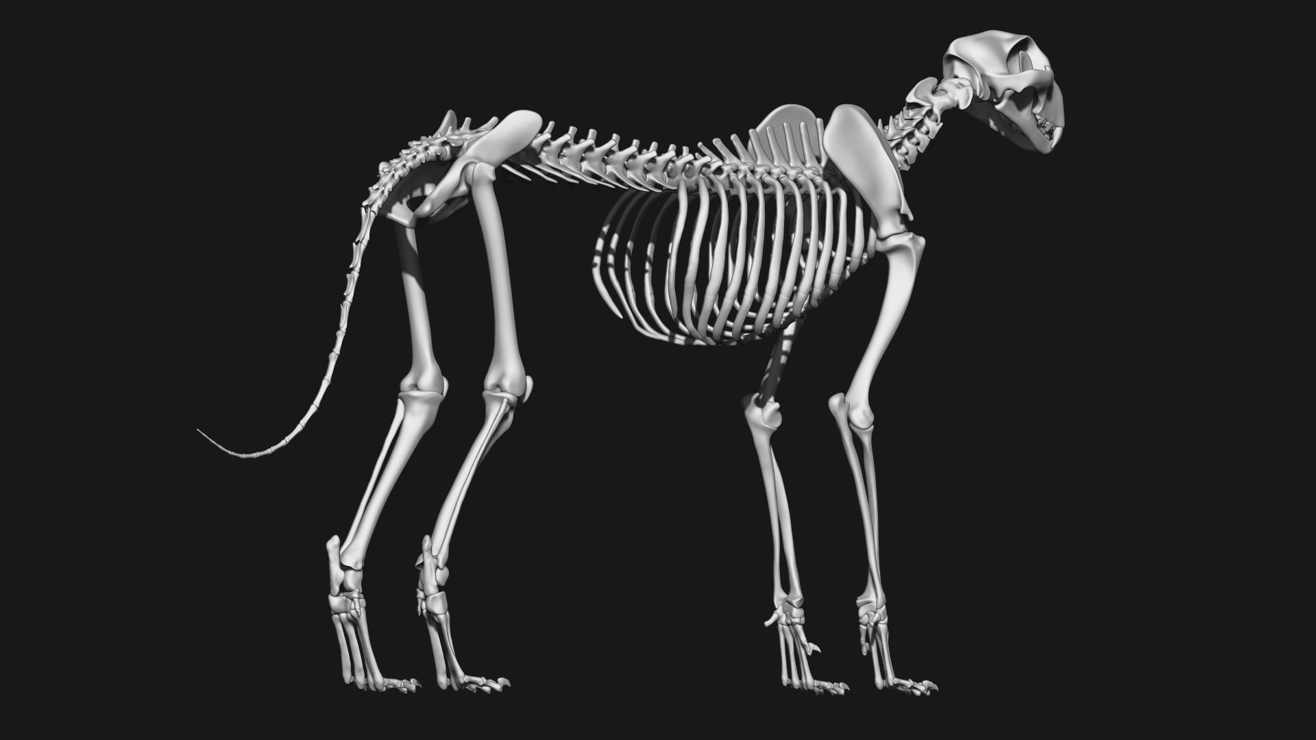 Cheetah Skeleton 3D model_2