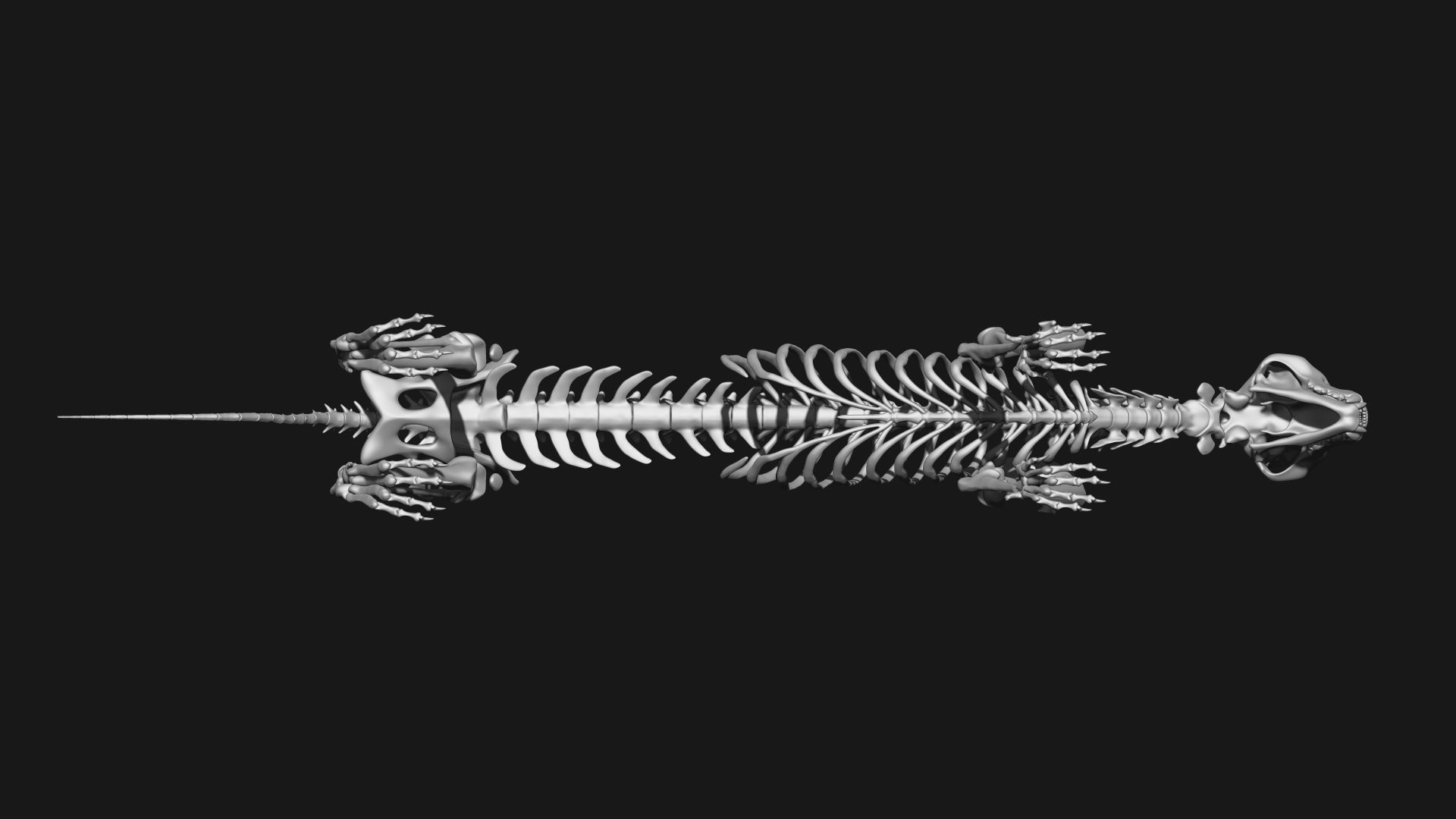 Cheetah Skeleton 3D model_5