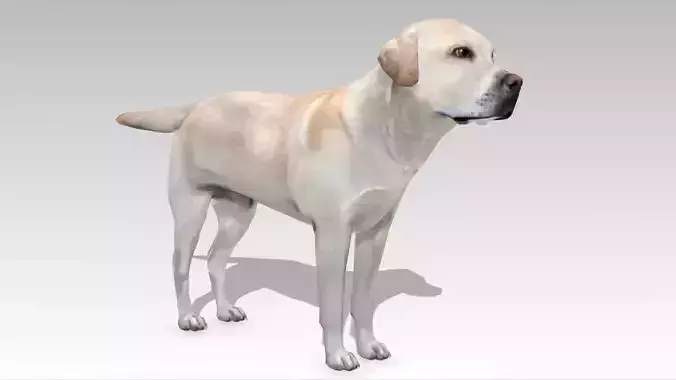 Labrador retriever Low-poly 3D model
