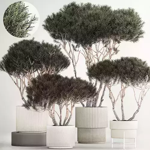 Set Trees in flowerpots topiary pine for decor 1215 3D model