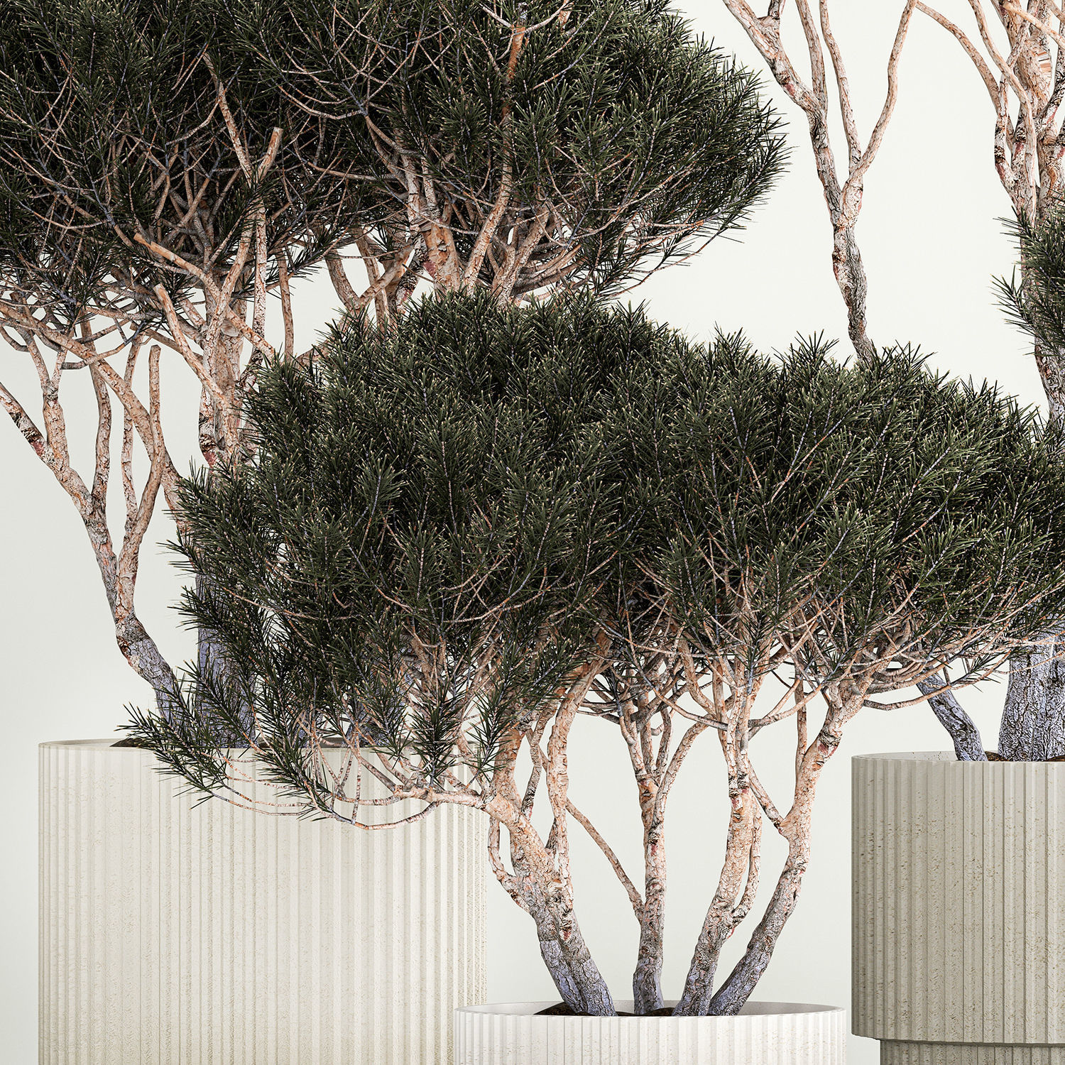 Set Trees in flowerpots topiary pine for decor 1215 3D model_5