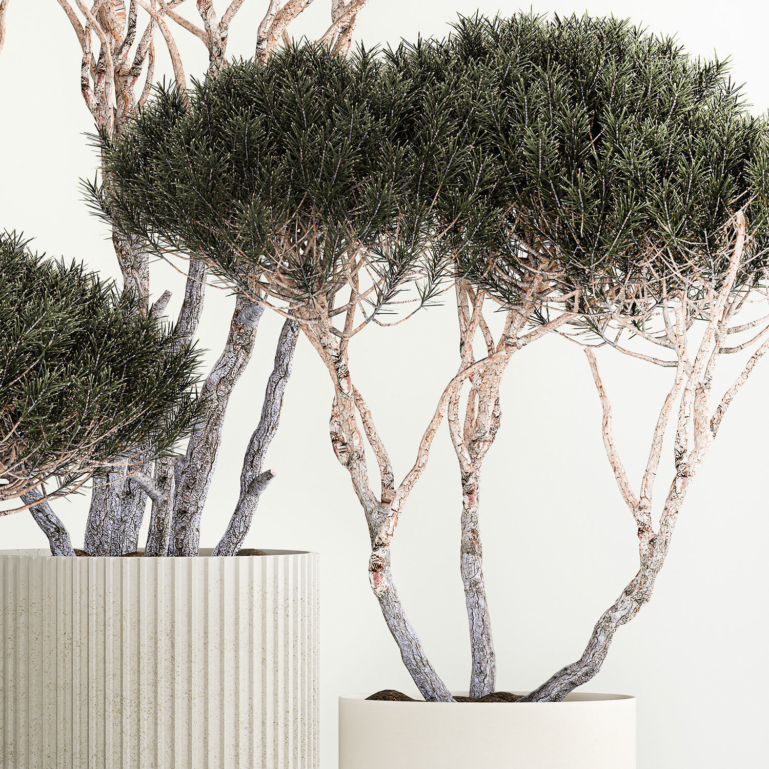 Set Trees in flowerpots topiary pine for decor 1215 3D model_6