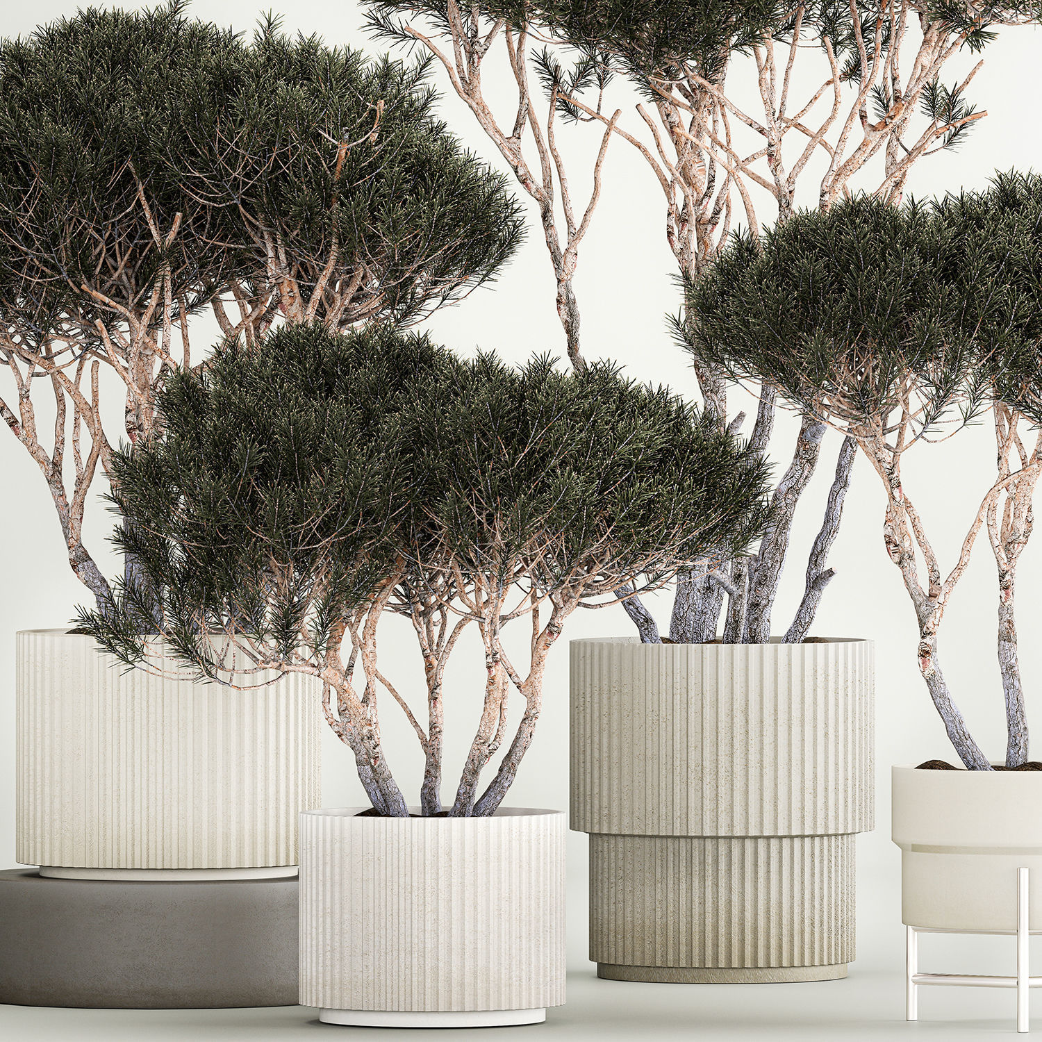 Set Trees in flowerpots topiary pine for decor 1215 3D model_4