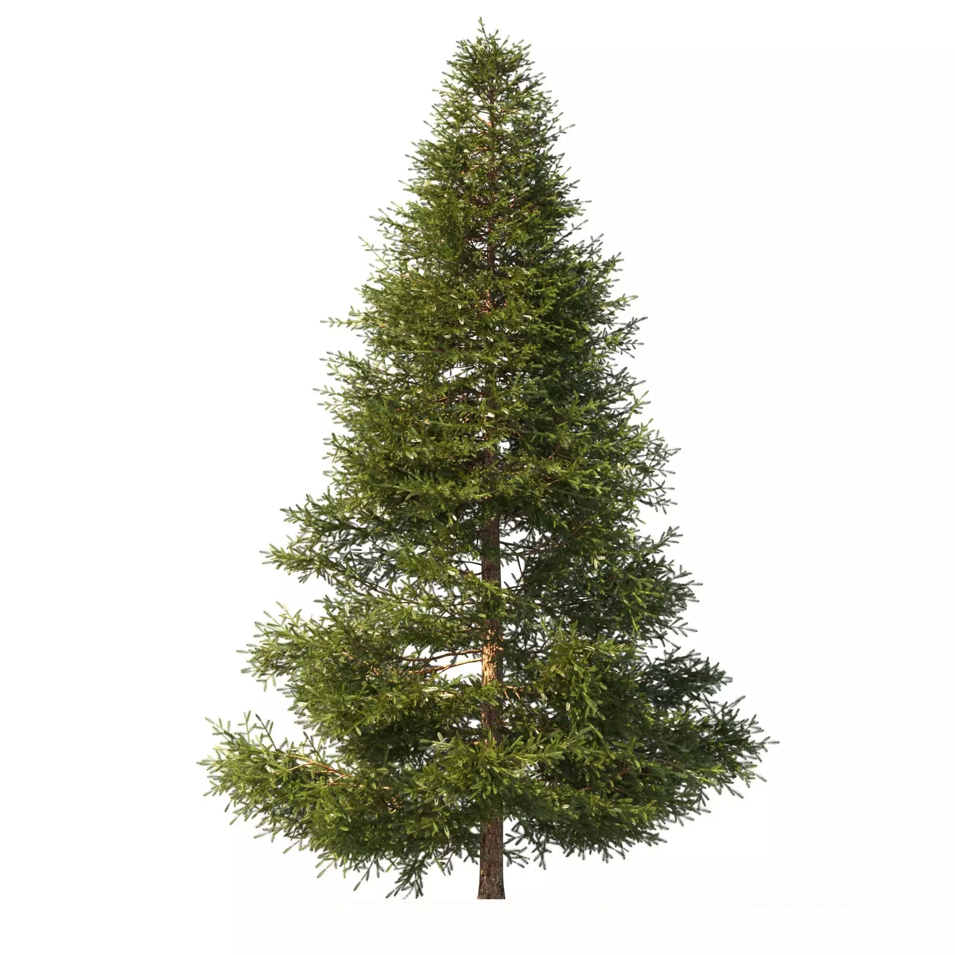 Picea Tree 3D model