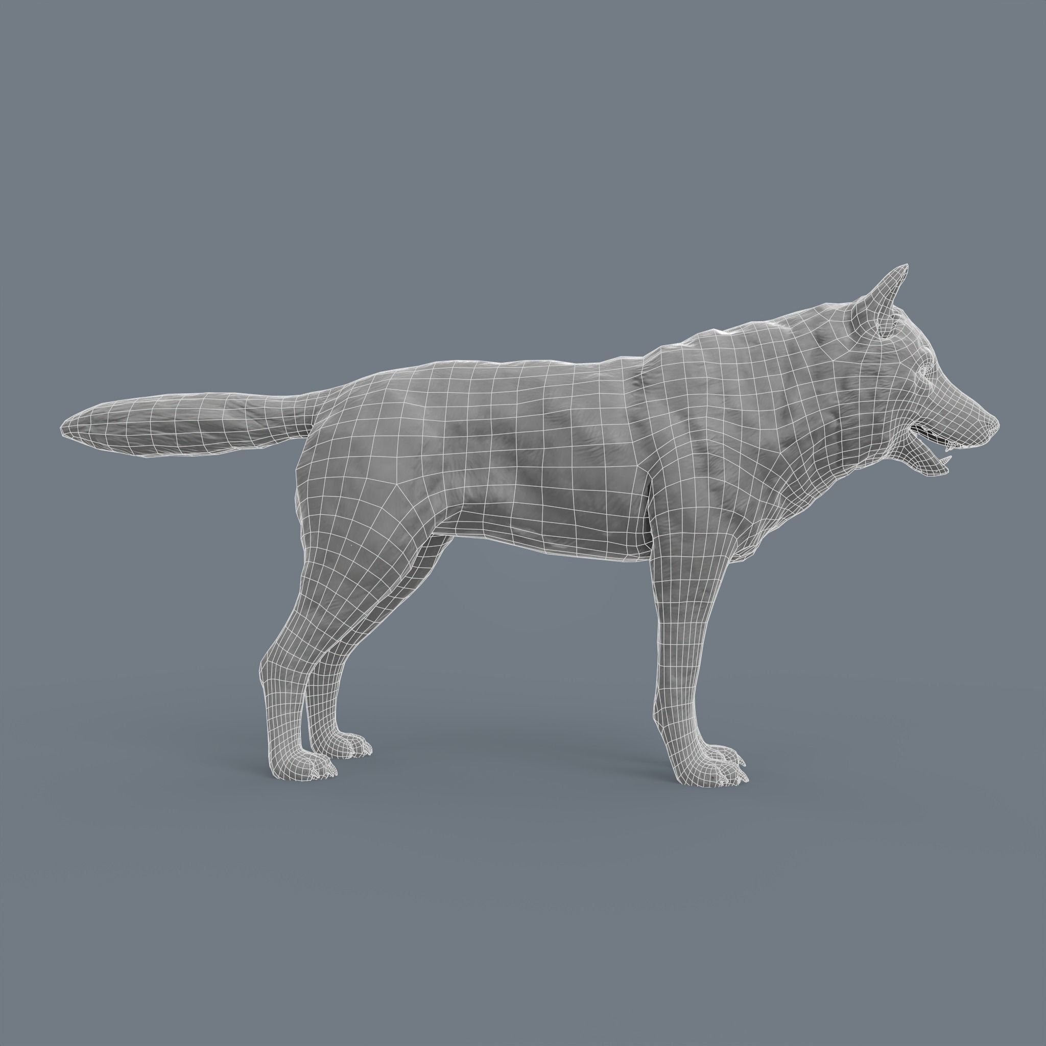 Wolf Low Poly Low-poly 3D model_3
