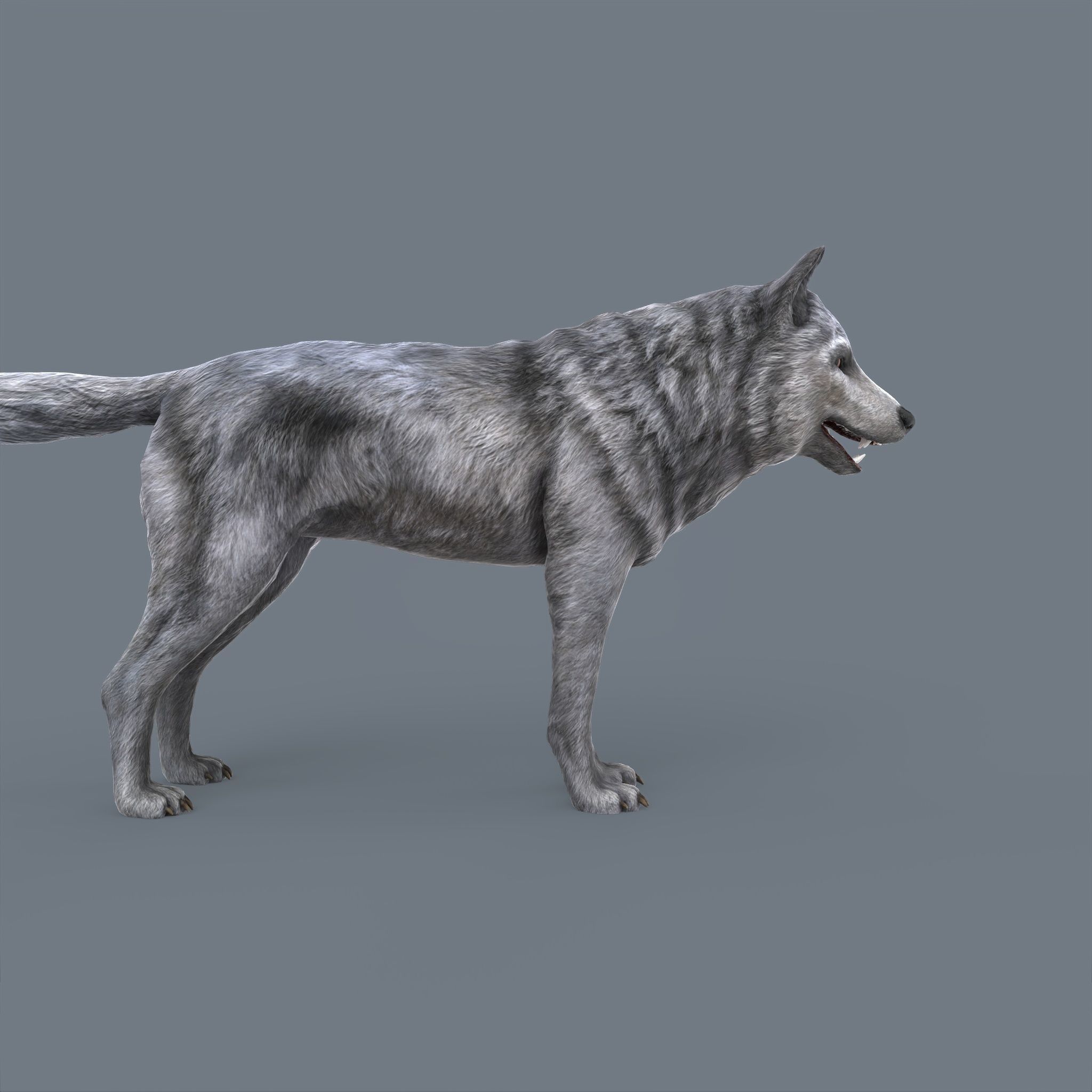 Wolf Low Poly Low-poly 3D model_5