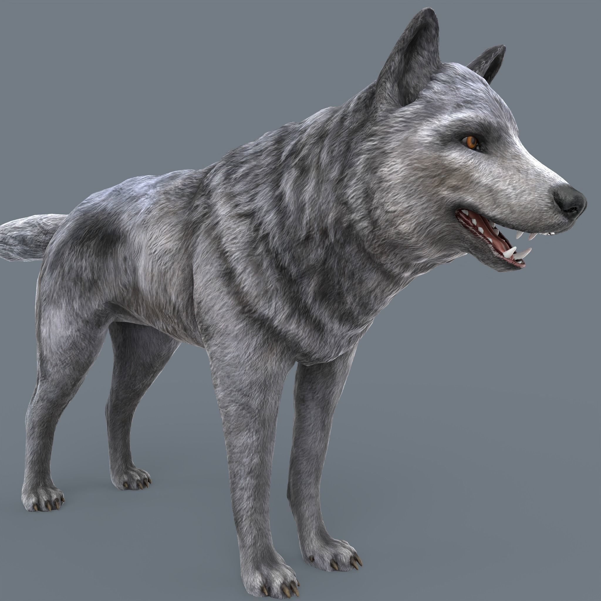 Wolf Low Poly Low-poly 3D model_12