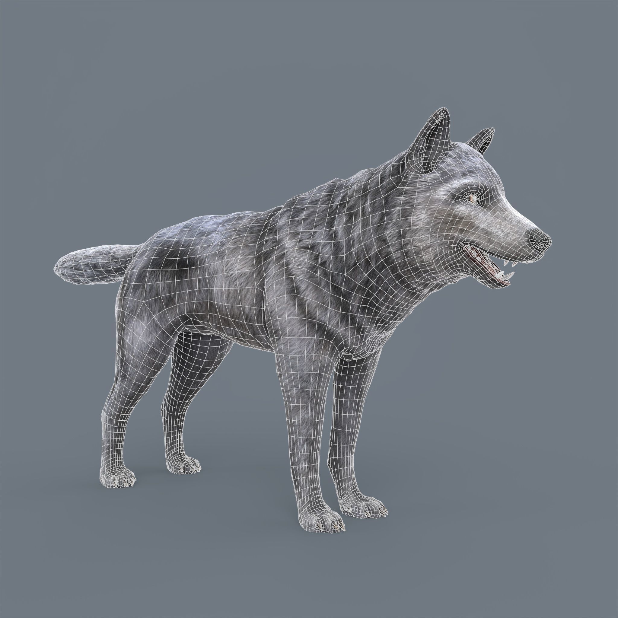 Wolf Low Poly Low-poly 3D model_7