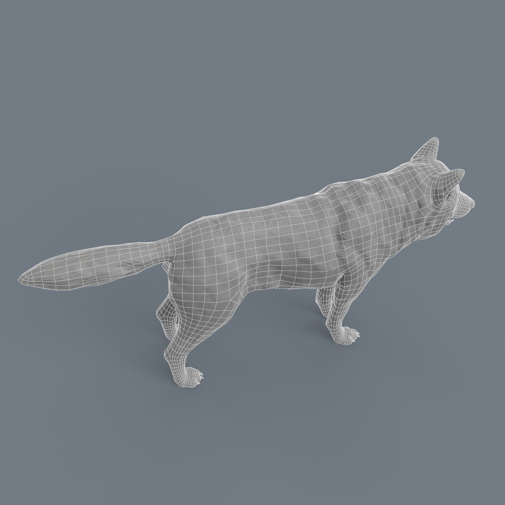 Wolf Low Poly Low-poly 3D model_14