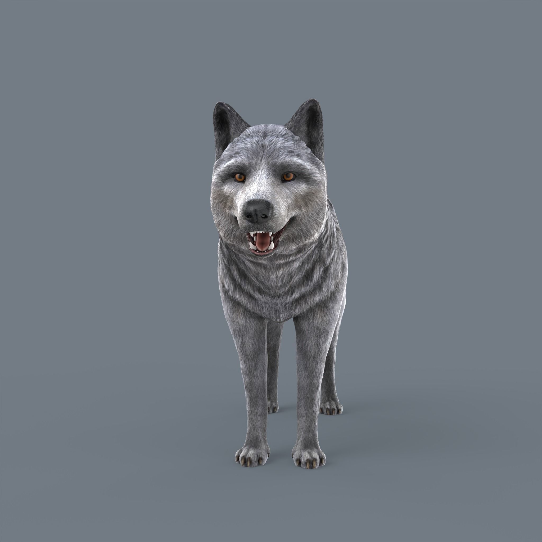 Wolf Low Poly Low-poly 3D model_2