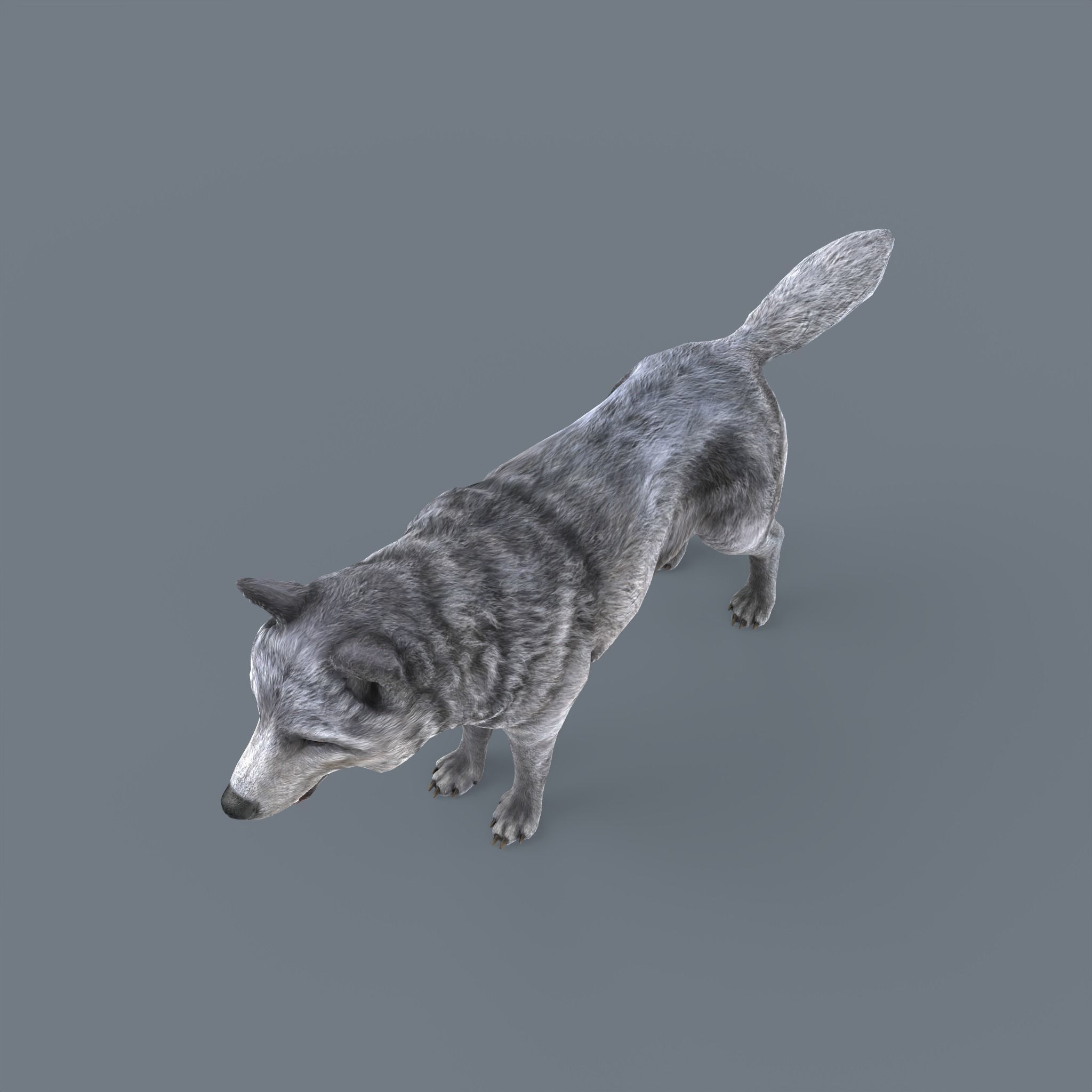Wolf Low Poly Low-poly 3D model_10