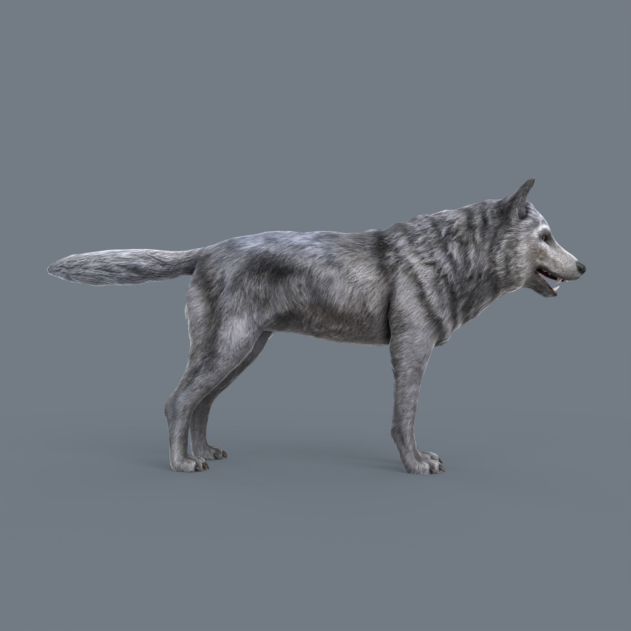 Wolf Low Poly Low-poly 3D model_9