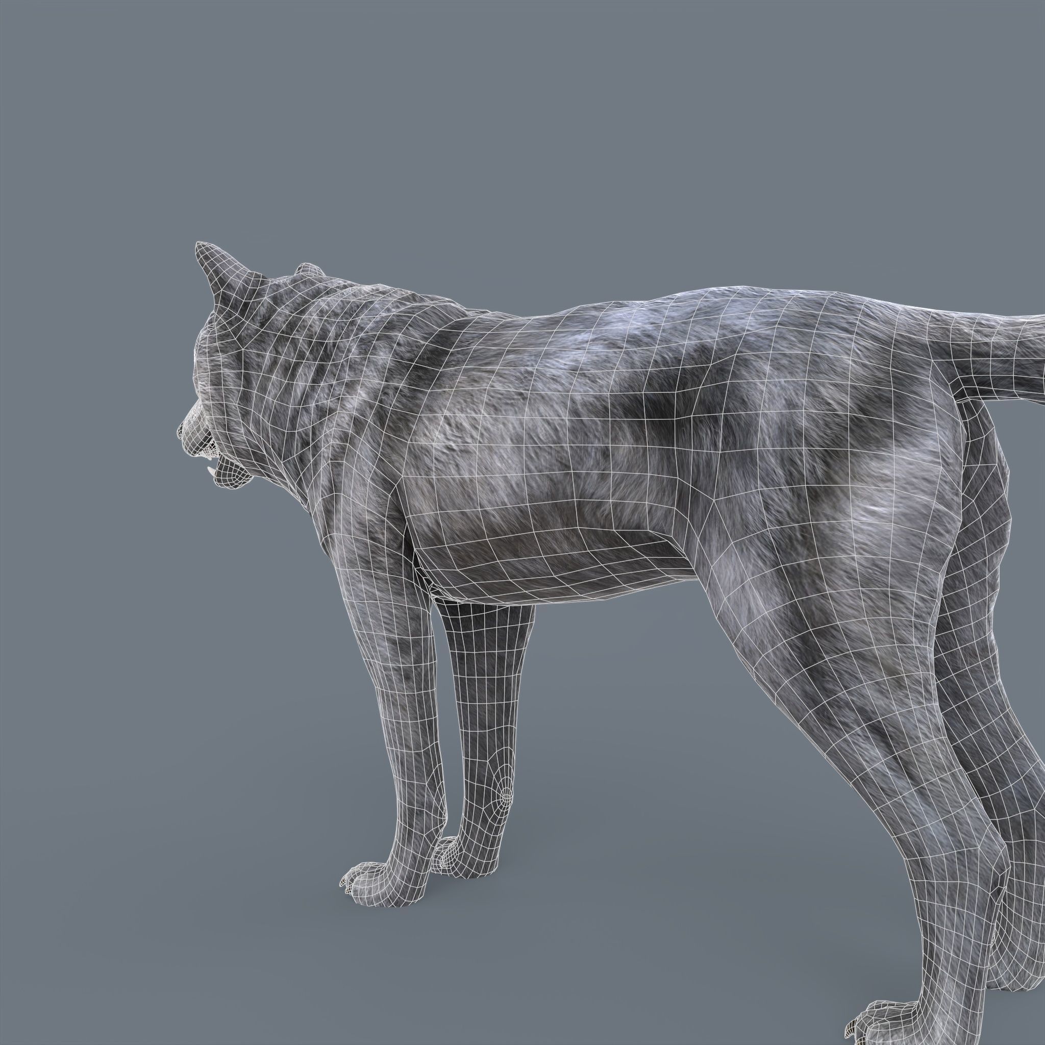 Wolf Low Poly Low-poly 3D model_8