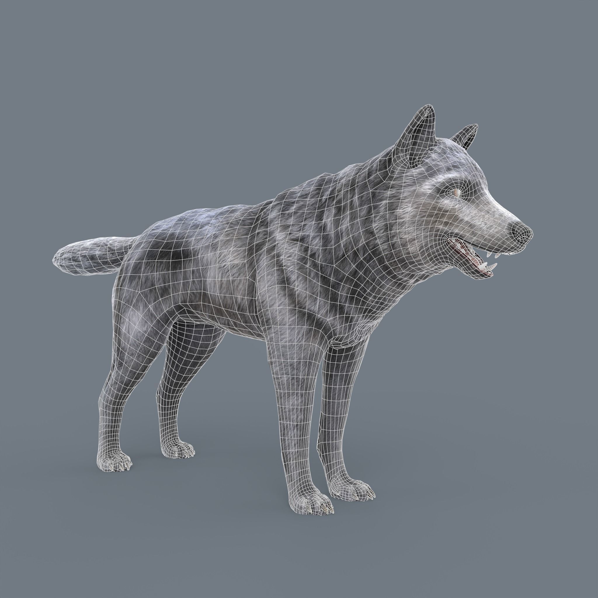 Wolf Low Poly Low-poly 3D model_13