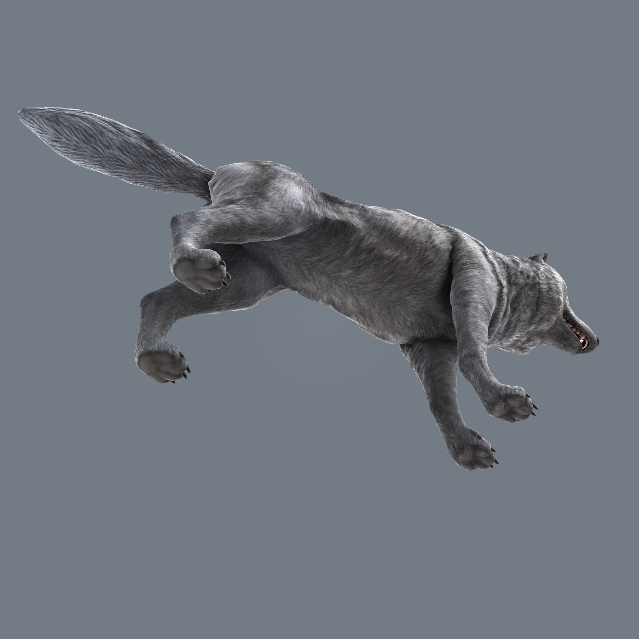 Wolf Low Poly Low-poly 3D model_11
