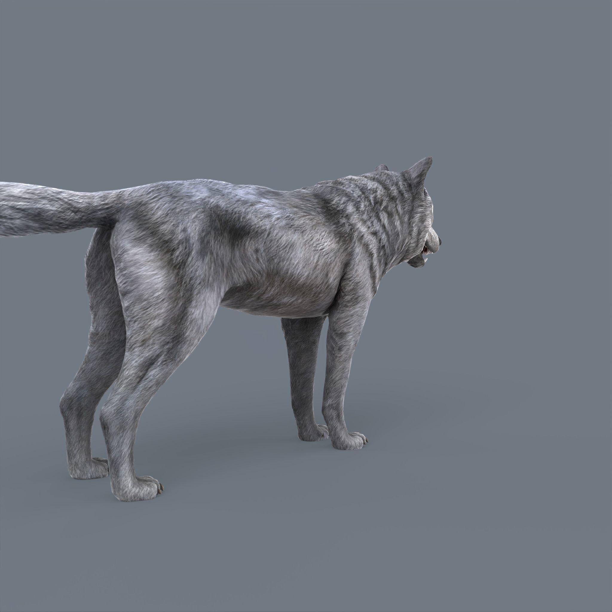 Wolf Low Poly Low-poly 3D model_6