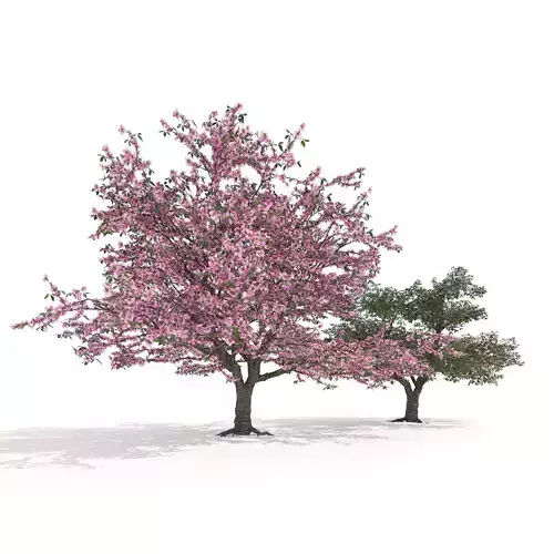 Blossom and fruit cherry trees Low-poly 3D model