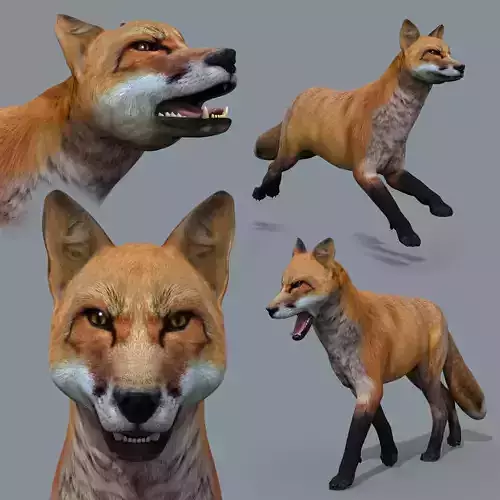 My Fox - 3d animated fox model 3D model