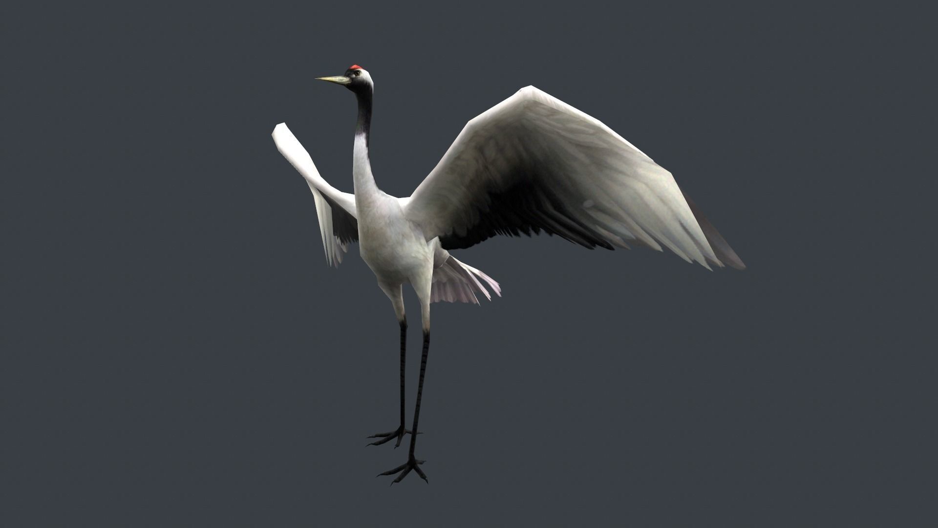 low-poly animated crane bird Low-poly 3D model_6