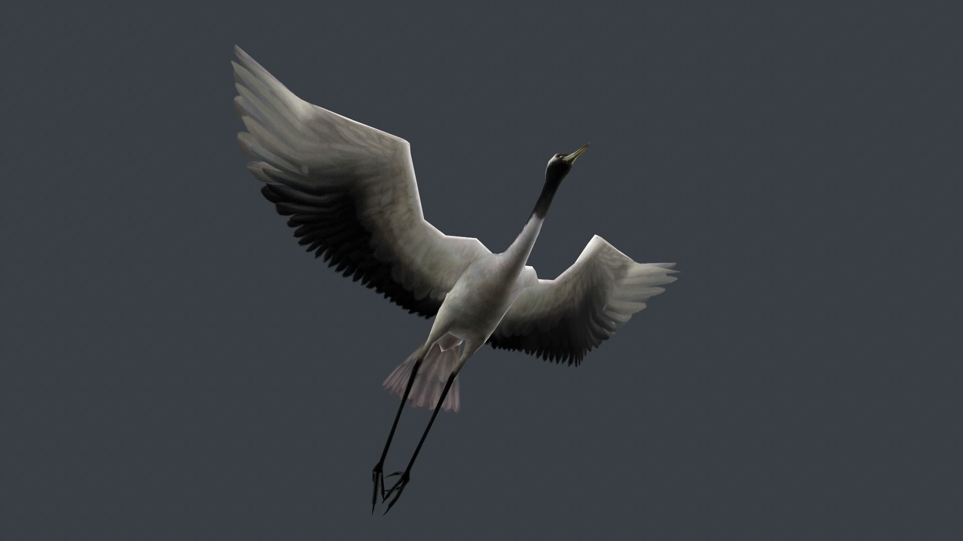 low-poly animated crane bird Low-poly 3D model_7