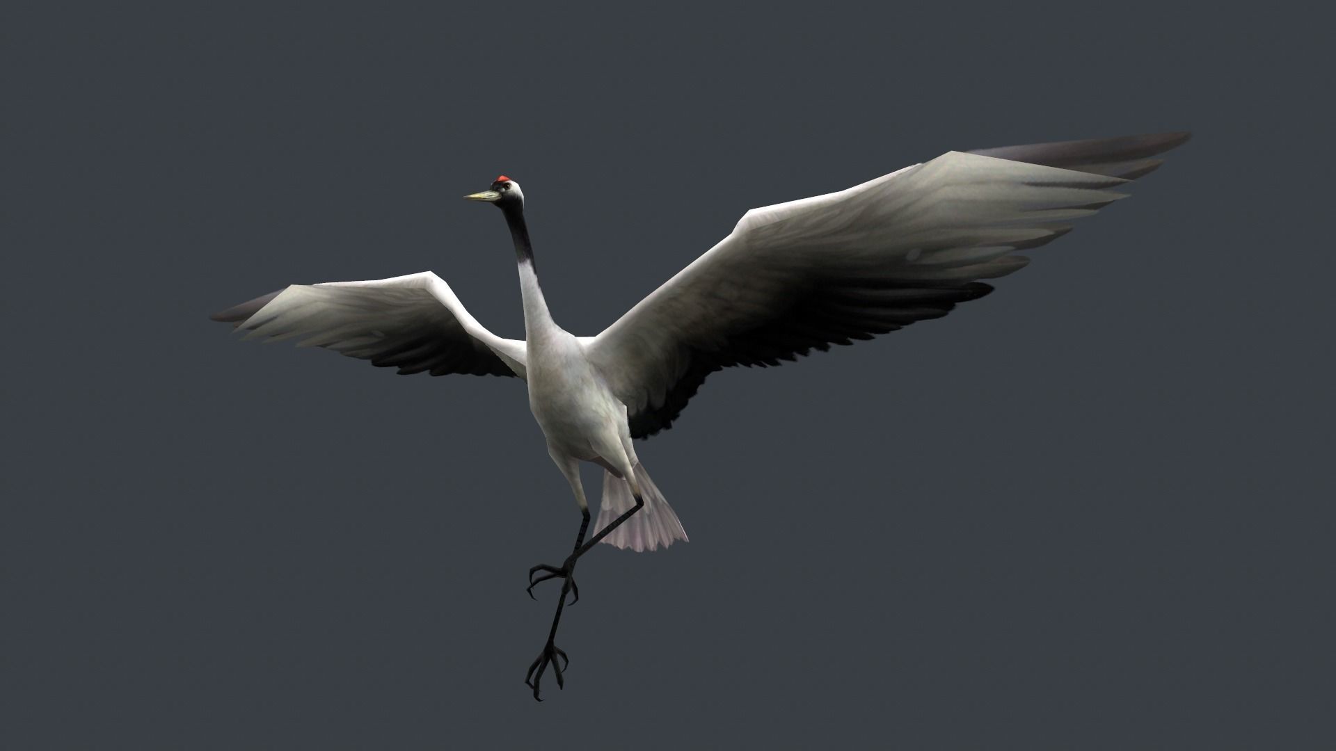 low-poly animated crane bird Low-poly 3D model_5