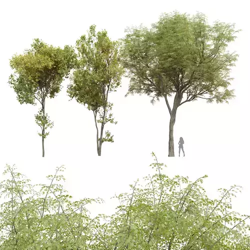 Real Tree Acer Saccharinum Summer Fall Quercus Serrata 3D model