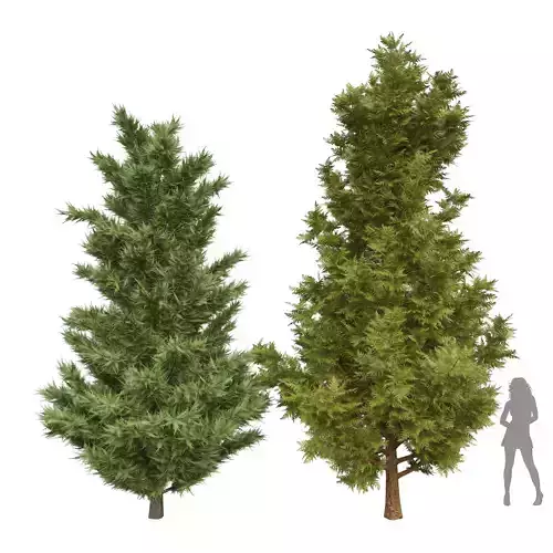 New Plant Leyland cypress Cupressocyparis leylandi Tree002 3D model