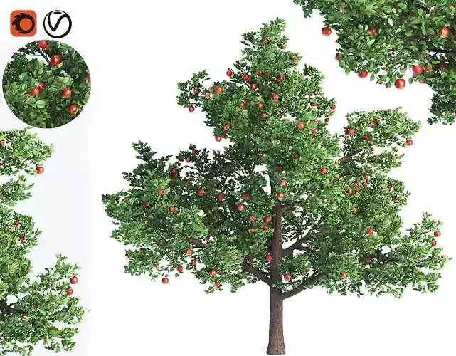 Apple Tree With Red Apple Fruit