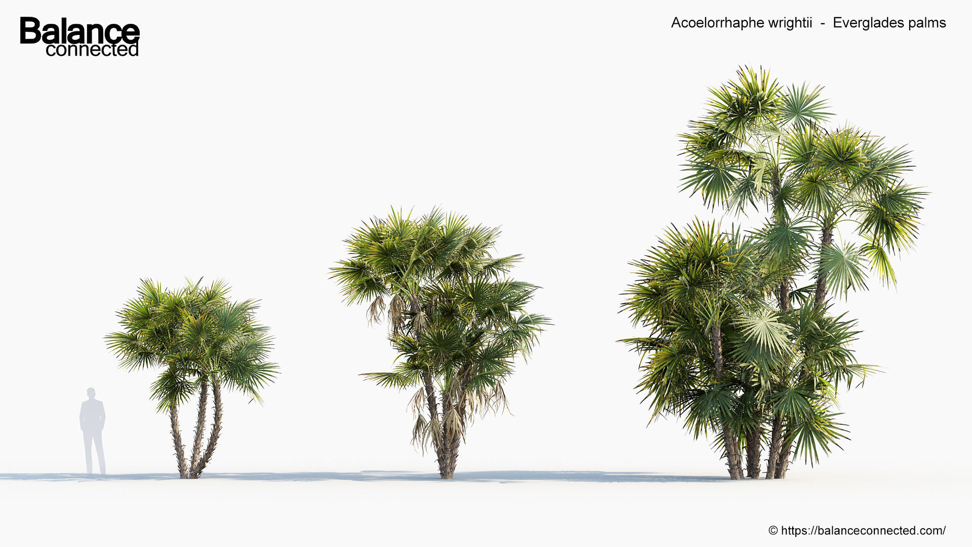 Acoelorrhaphe wrightii Everglades palms 3D Model 3D model_3
