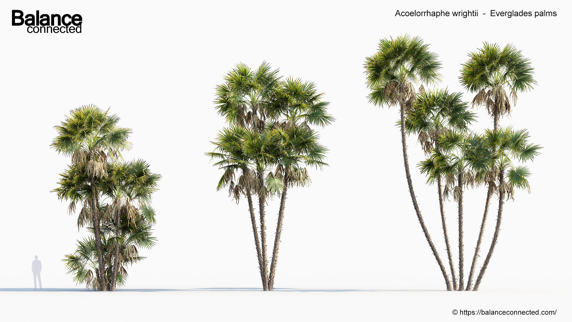 Acoelorrhaphe wrightii Everglades palms 3D Model 3D model_2