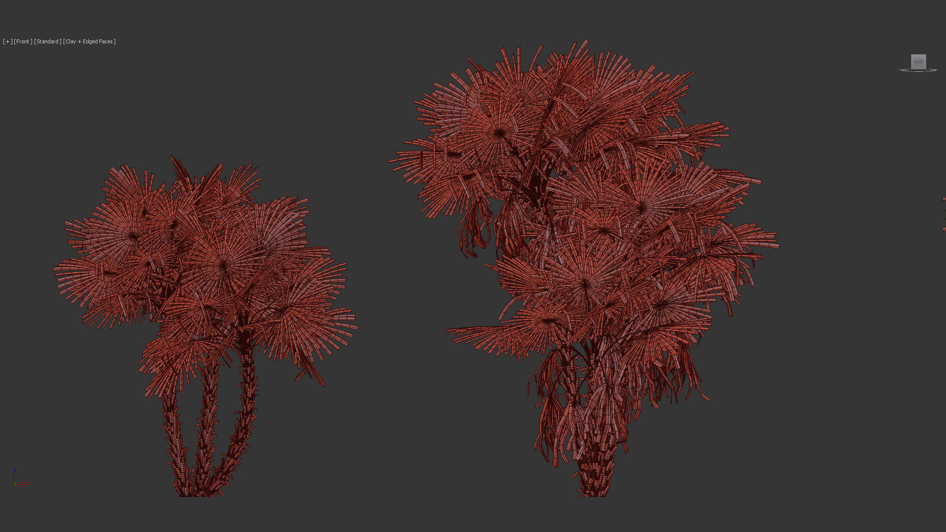 Acoelorrhaphe wrightii Everglades palms 3D Model 3D model_10