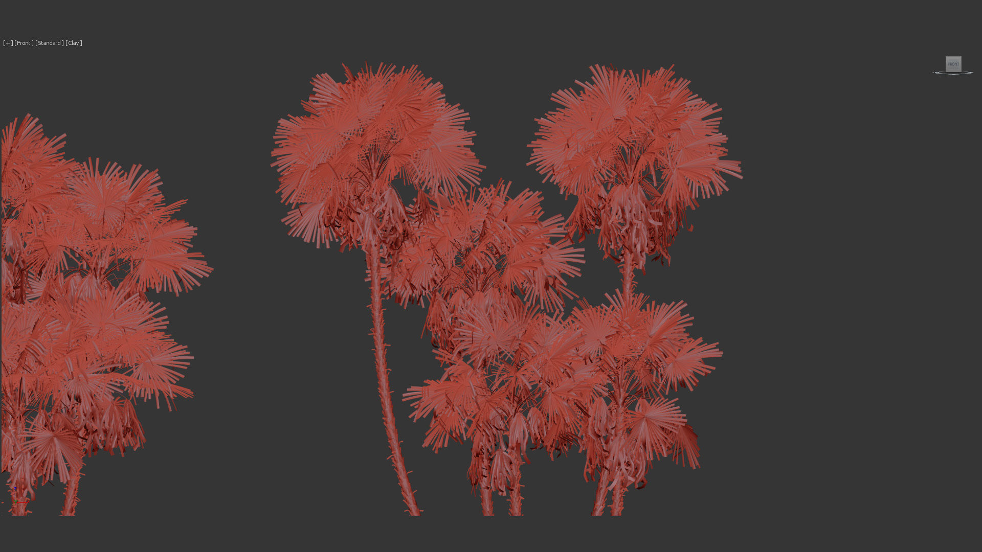 Acoelorrhaphe wrightii Everglades palms 3D Model 3D model_12
