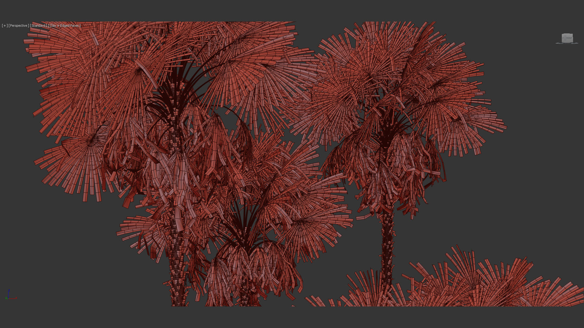 Acoelorrhaphe wrightii Everglades palms 3D Model 3D model_13