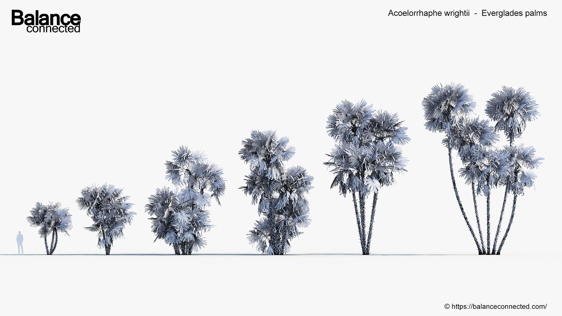 Acoelorrhaphe wrightii Everglades palms 3D Model 3D model_7