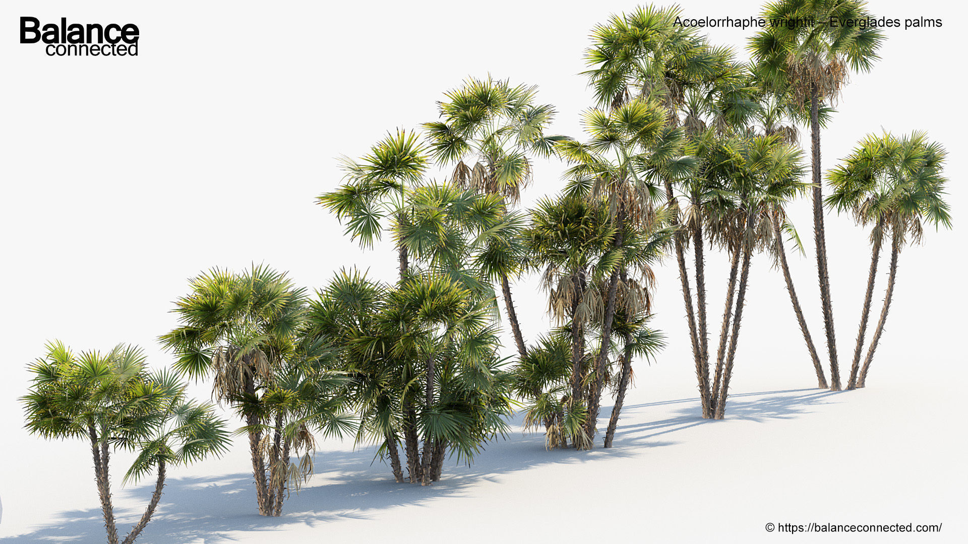 Acoelorrhaphe wrightii Everglades palms 3D Model 3D model_4