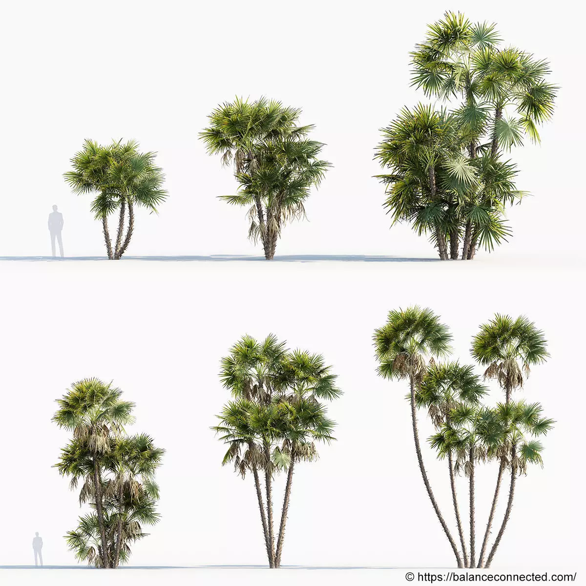 Acoelorrhaphe wrightii Everglades palms 3D Model 3D model_0