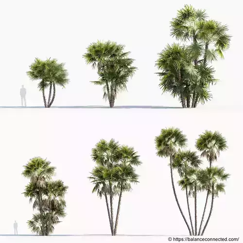 Acoelorrhaphe wrightii Everglades palms 3D Model 3D model