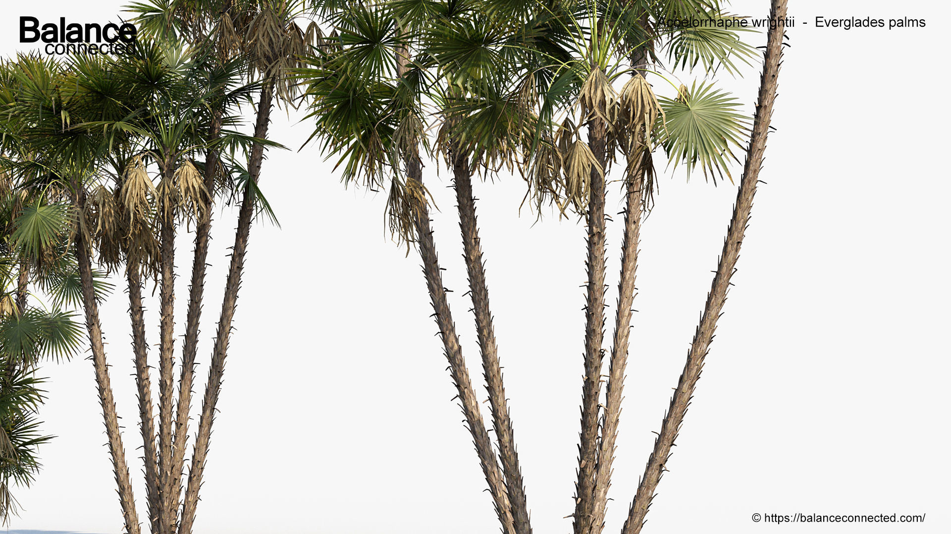 Acoelorrhaphe wrightii Everglades palms 3D Model 3D model_5