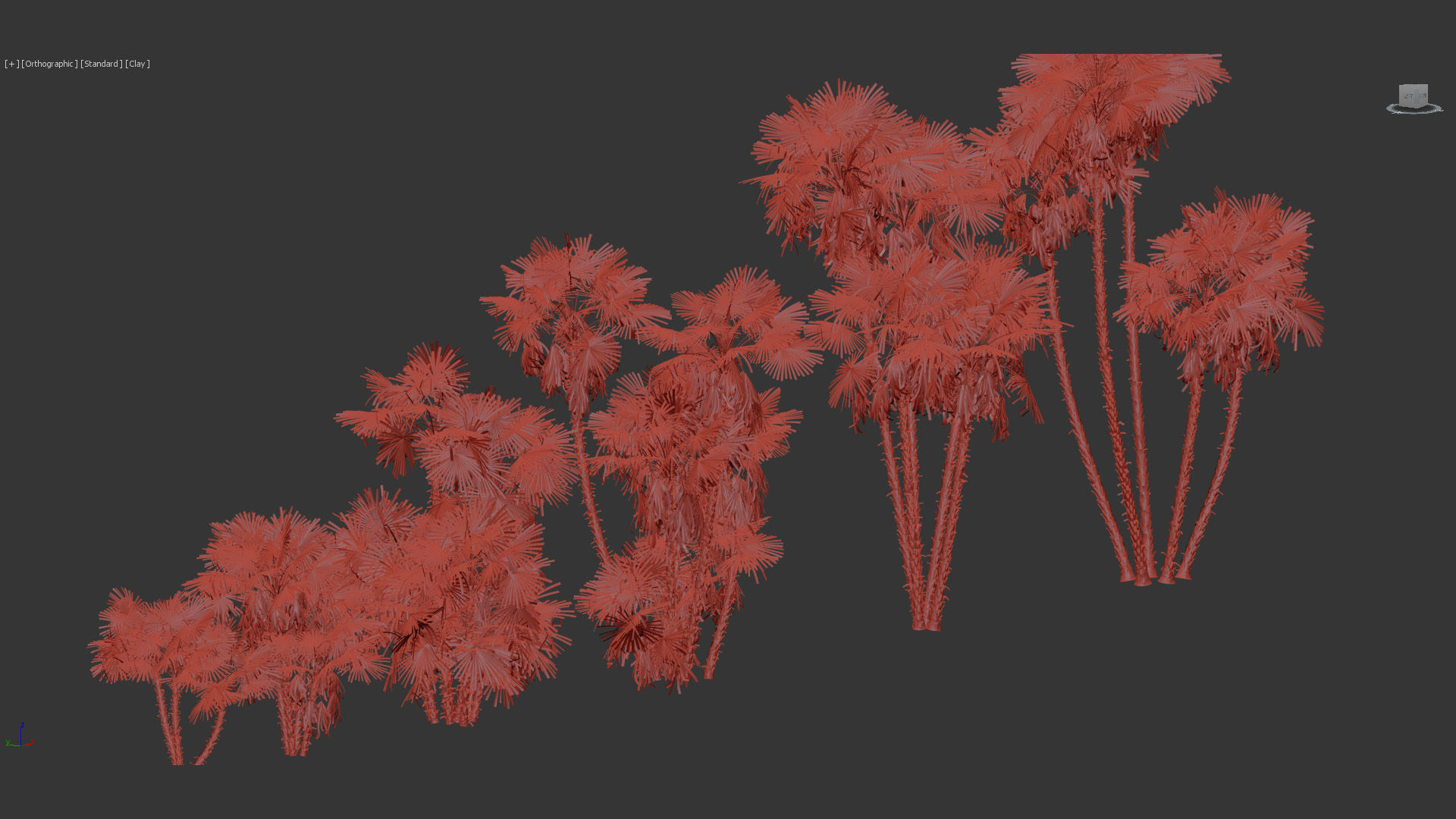 Acoelorrhaphe wrightii Everglades palms 3D Model 3D model_9
