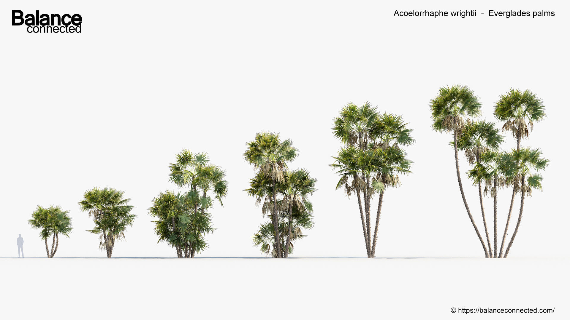 Acoelorrhaphe wrightii Everglades palms 3D Model 3D model_1