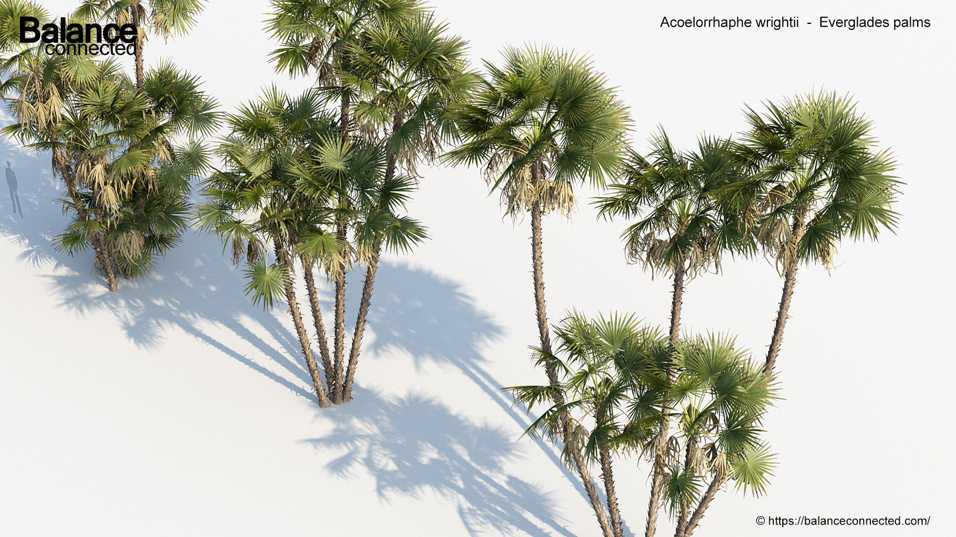 Acoelorrhaphe wrightii Everglades palms 3D Model 3D model_6